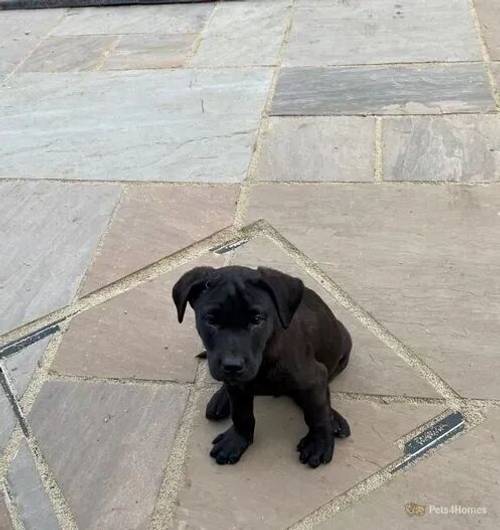 Labrador male pups for sale in Lanchester, County Durham - Image 4