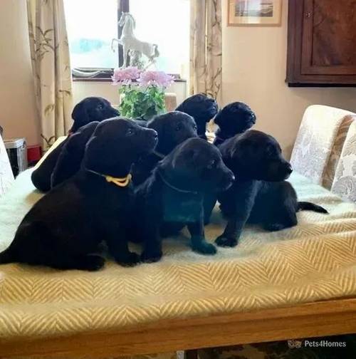 Black Labrador Puppies FTCH for sale in Acton Round, Shropshire - Image 1