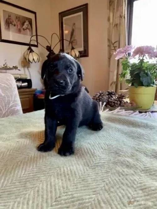 Black Labrador Puppies FTCH for sale in Acton Round, Shropshire - Image 3