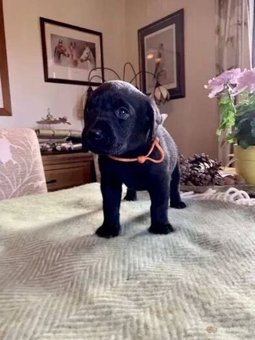 Black Labrador Puppies FTCH for sale in Acton Round, Shropshire - Image 5