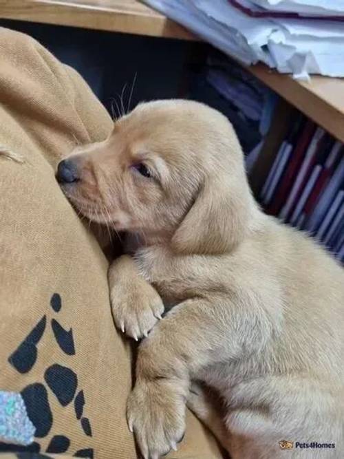 Special Black labrador female puppy for sale in Redmere, Ely - Image 2