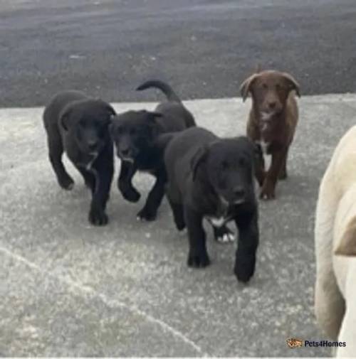 Labrador mix for sale in Rosemount, Londonderry - Image 2