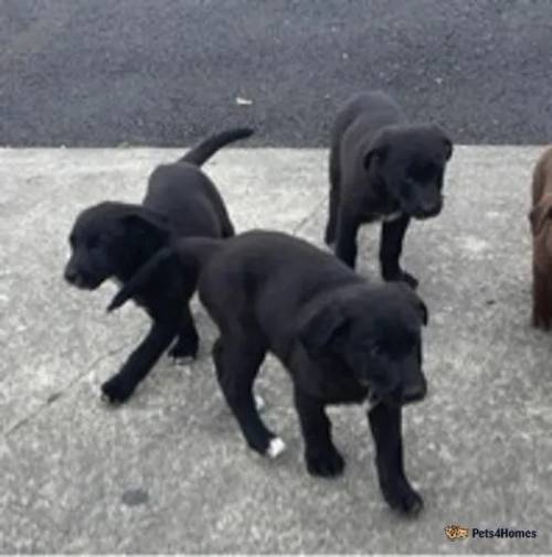 Labrador mix for sale in Rosemount, Londonderry - Image 3