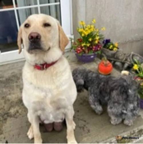 Labrador mix for sale in Rosemount, Londonderry - Image 5