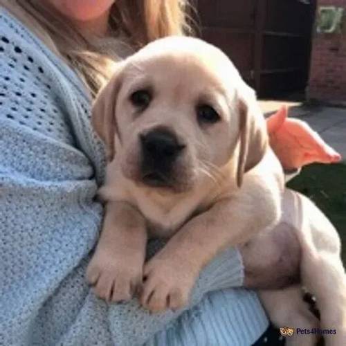 Beautiful Pedigree Family-Reared KC-Reg Labradors for sale in Sealand, Deeside - Image 2