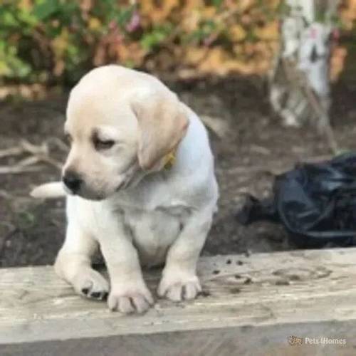 Beautiful Pedigree Family-Reared KC-Reg Labradors for sale in Sealand, Deeside - Image 5