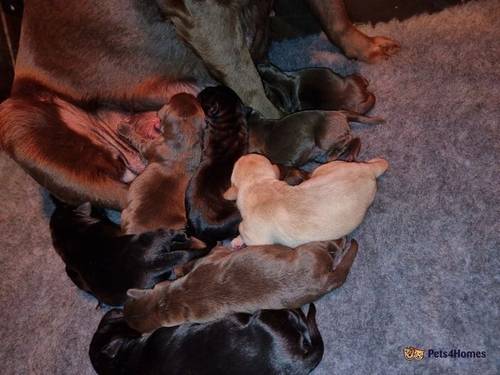 Gorgeous Labrador puppies for sale in Ynysboeth, Mountain Ash - Image 1