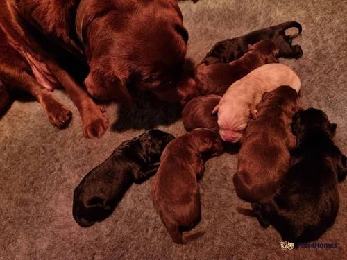 Gorgeous Labrador puppies for sale in Ynysboeth, Mountain Ash - Image 2