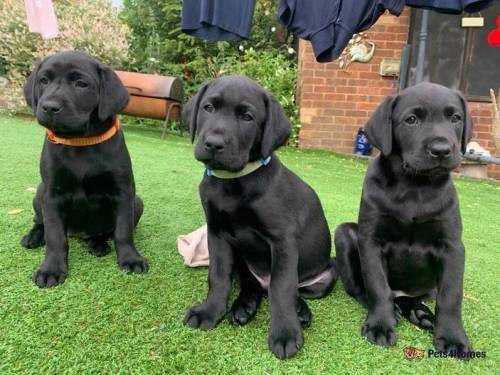 Drakeshead sired working pups-ready to go for sale in Wigan, Greater Manchester - Image 3