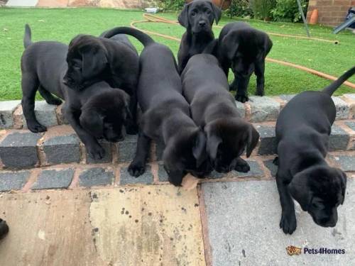 Drakeshead sired working pups-ready to go for sale in Wigan, Greater Manchester - Image 5