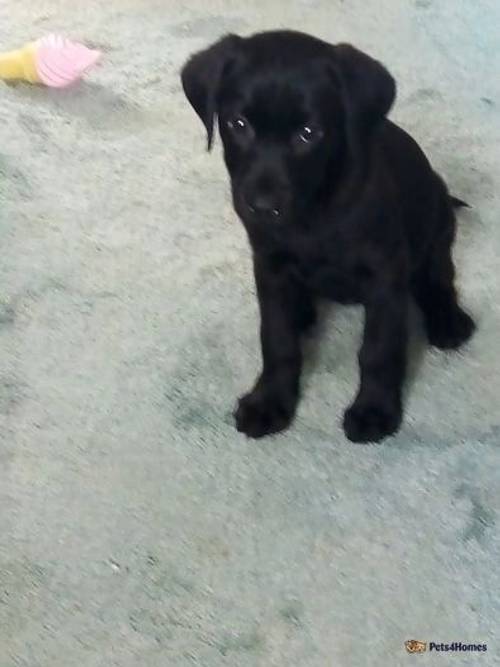 9 week old black Labrador puppy for sale in Pontlottyn, Bargoed - Image 1