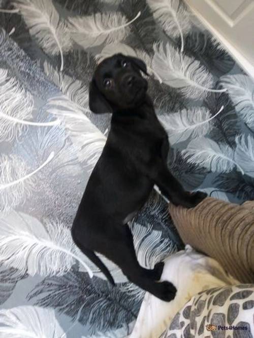 9 week old black Labrador puppy for sale in Pontlottyn, Bargoed - Image 3