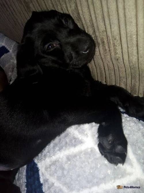 9 week old black Labrador puppy for sale in Pontlottyn, Bargoed - Image 5