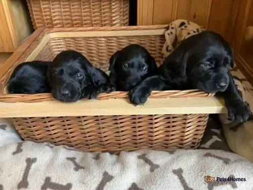 KC Registered Labrador Puppies for sale in Tenbury Wells, Worcestershire - Image 3