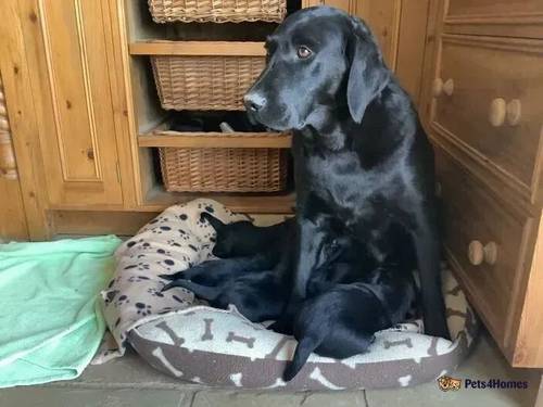 KC Registered Labrador Puppies for sale in Tenbury Wells, Worcestershire - Image 5