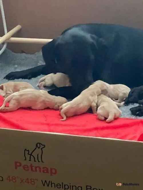 Quality Working type Labrador pups for sale in Thrapston, Kettering - Image 1