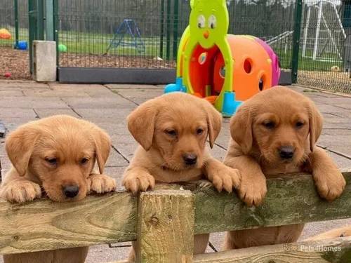 Gorgeous, Fox Red Lab Pups for sale in Platt Lane, Whitchurch - Image 1