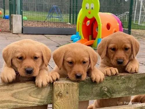 Gorgeous, Fox Red Lab Pups for sale in Platt Lane, Whitchurch - Image 4