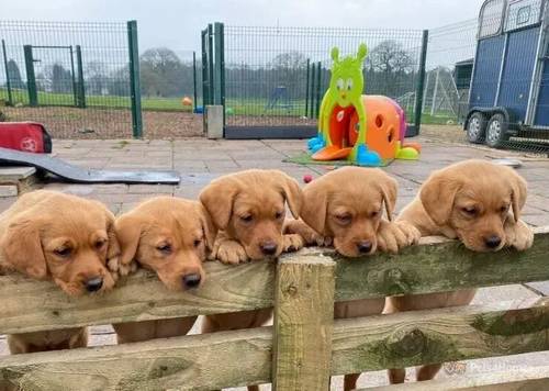 Gorgeous, Fox Red Lab Pups for sale in Platt Lane, Whitchurch - Image 5