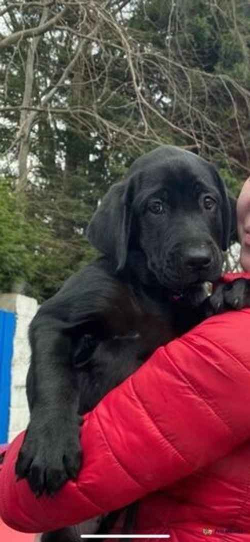 2 beautiful black Labrador femele for sale in Rotherham, South Yorkshire - Image 1