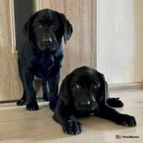 Labrador puppies for sale in Kiff Green, Reading - Image 1