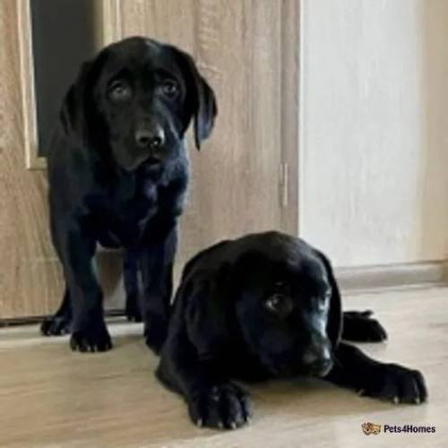 Labrador puppies for sale in Kiff Green, Reading - Image 2