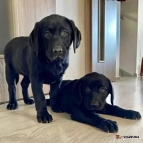 Labrador puppies for sale in Kiff Green, Reading - Image 3