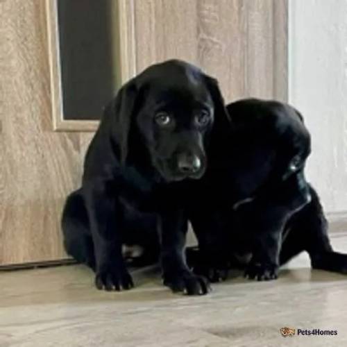 Labrador puppies for sale in Kiff Green, Reading - Image 4