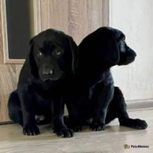 Labrador puppies for sale in Kiff Green, Reading - Image 5