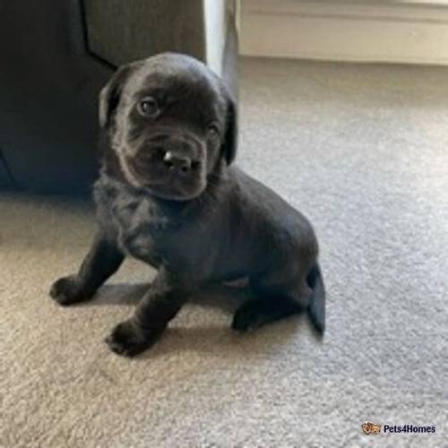 Labrador Puppies for sale in Beaulieu, Brockenhurst - Image 4