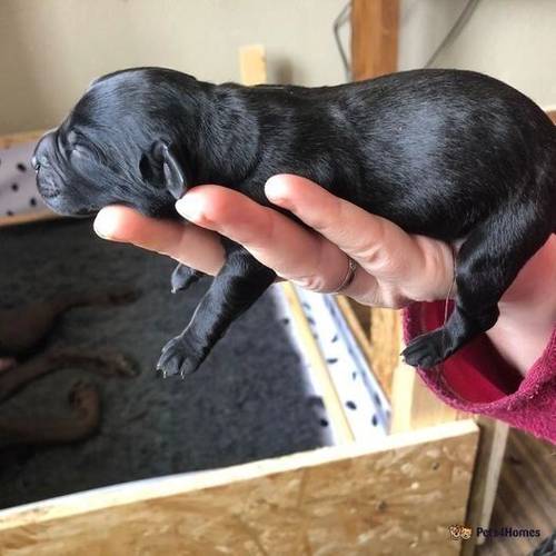 Beautiful black labradors for sale in Oldham, Greater Manchester - Image 1