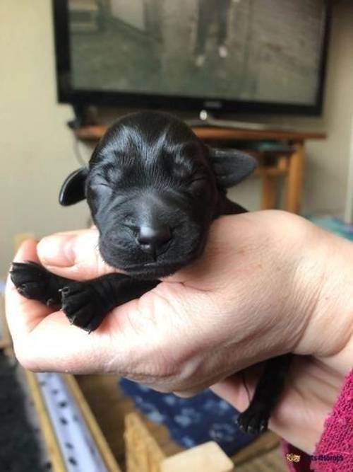 Beautiful black labradors for sale in Oldham, Greater Manchester - Image 5