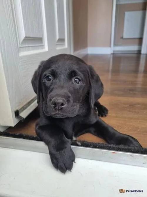 LAST BLACK BOY LOOKING FOR A FAMILY for sale in Bury St Edmunds, Suffolk - Image 1