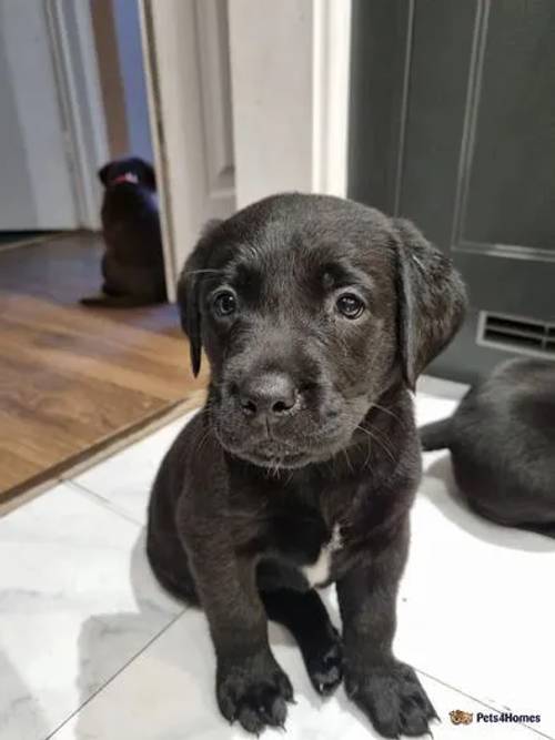 LAST BLACK BOY LOOKING FOR A FAMILY for sale in Bury St Edmunds, Suffolk - Image 2