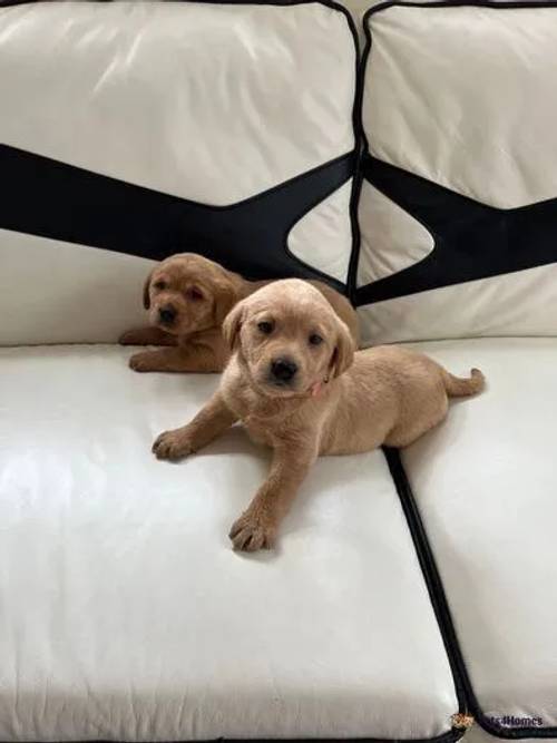 Two Stunning Female KC Registered Lab Puppies for sale in Kirkcaldy, Fife - Image 2