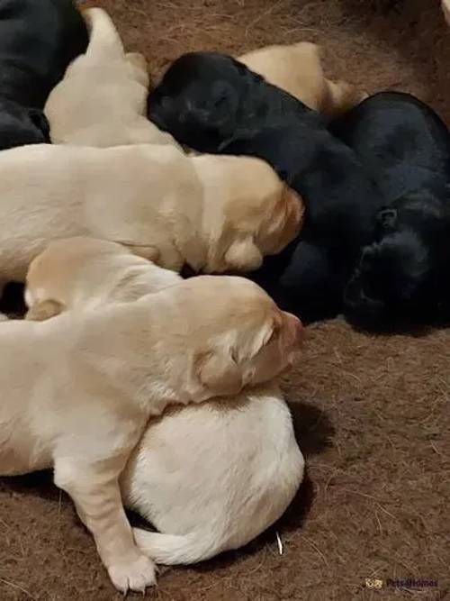 KC registered pedigree puppies. for sale in Barming, Maidstone - Image 1