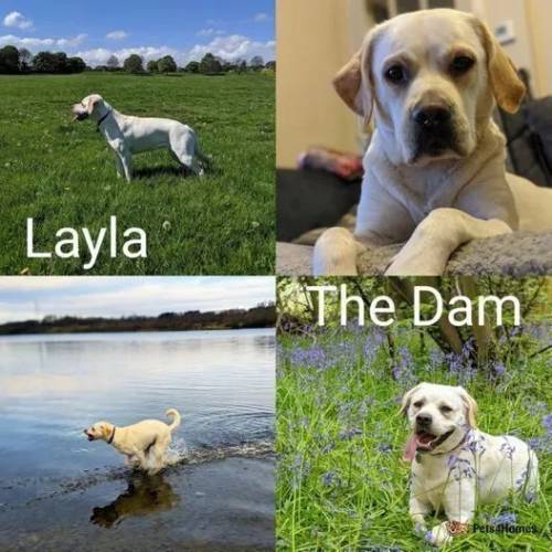 Litter of 8 Labradors KC registered etc. for sale in Barnsley, South Yorkshire - Image 2