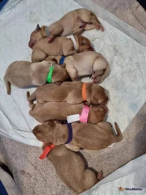 Litter of 8 Labradors KC registered etc. for sale in Barnsley, South Yorkshire - Image 4