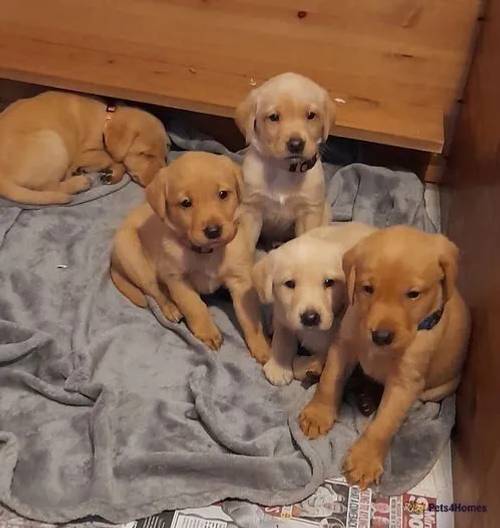 KC Fox Red/Golden labrador puppies for sale in Wymington, Rushden - Image 1