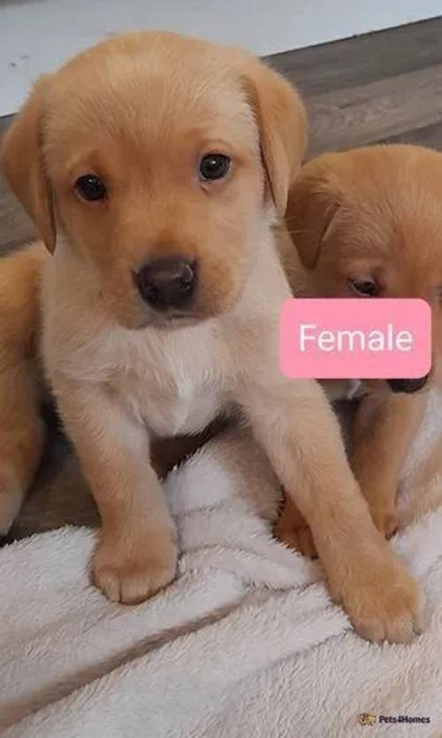 KC Fox Red/Golden labrador puppies for sale in Wymington, Rushden - Image 3