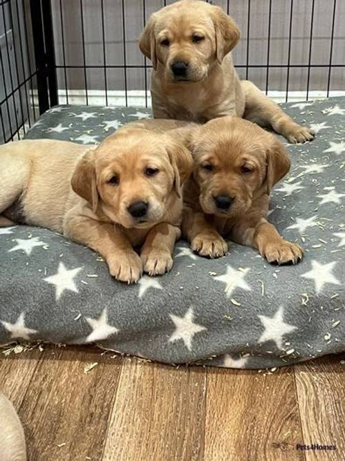 Gorgeous KC Registered Labrador retriever puppies for sale in Hilton, Huntingdon - Image 1