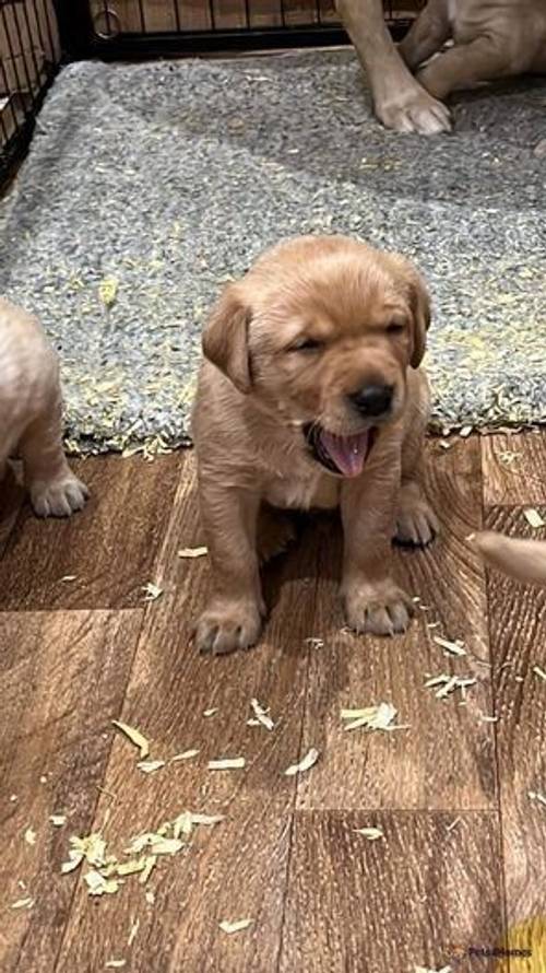 Gorgeous KC Registered Labrador retriever puppies for sale in Hilton, Huntingdon - Image 3