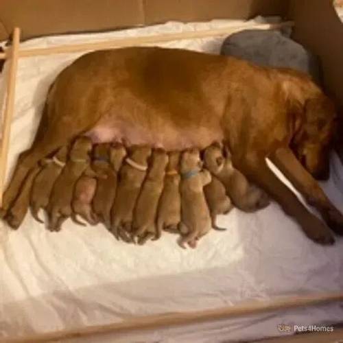 KC Registered Fox Red Labrador Puppies for sale in High Wycombe, Buckinghamshire - Image 1