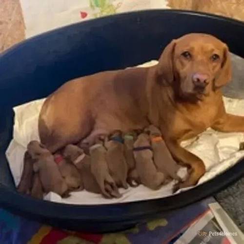 KC Registered Fox Red Labrador Puppies for sale in High Wycombe, Buckinghamshire - Image 3