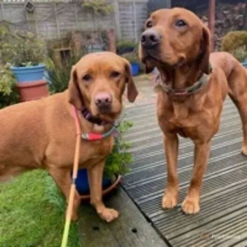 KC Registered Fox Red Labrador Puppies for sale in High Wycombe, Buckinghamshire - Image 4