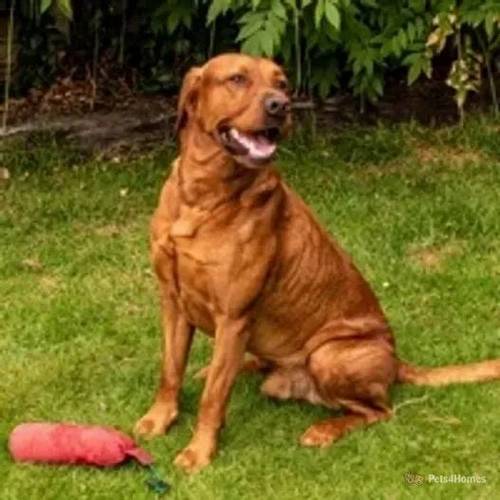 KC Registered Fox Red Labrador Puppies for sale in High Wycombe, Buckinghamshire - Image 5