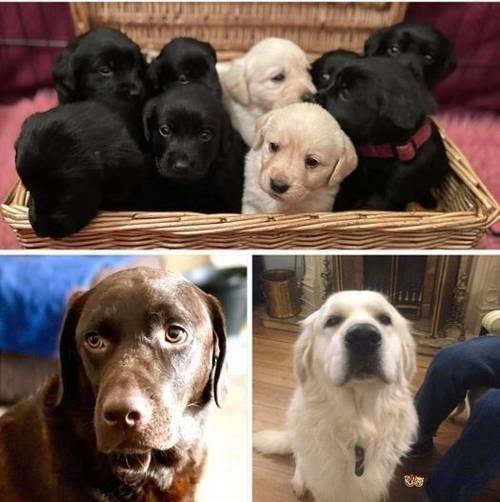 ❤️Extensively health tested Goldador puppies❤️ for sale in Benwick, March - Image 2