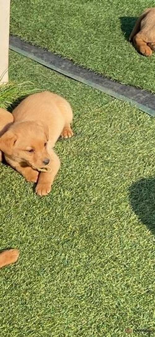 Fox red Labrador puppies for sale in Toll Bar, Doncaster - Image 1