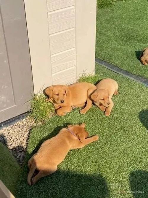 Fox red Labrador puppies for sale in Toll Bar, Doncaster - Image 3