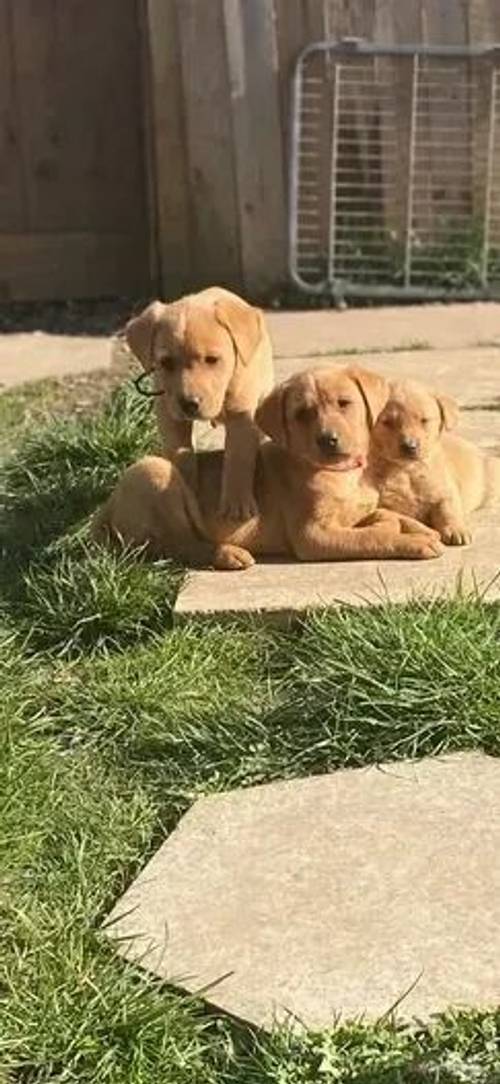 Fox red Labrador puppies for sale in Toll Bar, Doncaster - Image 5